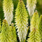 Plant in a Box - Tritoma Kniphofia Ice Queen - Set van 3 - Vuurpijl - Wortelstokken - Tuinplant