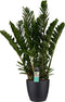 Zamioculcas in Elho Brussels Round sierpot (zwart) ↨ 80cm - hoge kwaliteit planten
