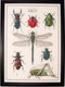 Thea Gouverneur - Borduurpakket met telpatroon - 566A - Voorgesorteerde DMC Garens - De Geschiedenis van Insecten - Aida - 55 cm x 76 cm - DIY Kit
