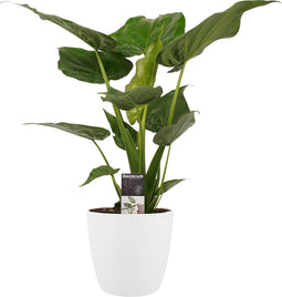 Decorum Alocasia Cucullata - Elho brussels white – ↨ 65cm – ⌀ 19cm