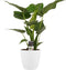 Decorum Alocasia Cucullata - Elho brussels white – ↨ 65cm – ⌀ 19cm
