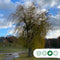 Treurwilg | Salix sepulcralis 'Chrysocoma' 20-25 cm 220-240 cm| Bomenbezorgd.nl