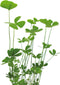 Eg marsilea crenata nr77