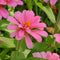 Customize it - Tuinschilderij flowers 130x70cm rz