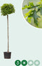 Bol Moeraseik 180 cm stamhoogte | Quercus pal. 'Green Dwarf' 6-10 cm 180 cm| Bomenbezorgd.nl