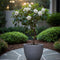 Plant in a Box - Gardenia Jasminoides - Set van 2 - Op gevlochten stam - Onderhoudsarme plant - Witte bloemen - Pot 19cm - Hoogte 50-60cm