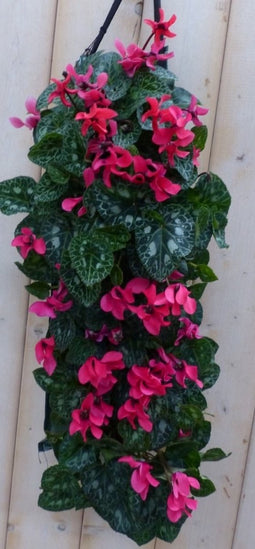Cyclaam Hangzak