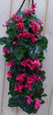 Cyclaam Hangzak