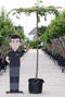 Linde vierkant dak 240 cm stamhoogte | Tilia europea 14-18 cm 240 cm| Bomenbezorgd.nl