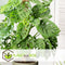 Plant in a Box - Monstera Monkey Mask - Mosstok - Rimpelgatenplant - Groene kamerplant - Pot 16cm - Hoogte 60-70cm