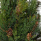 Cypress tak b20h50 cm groen