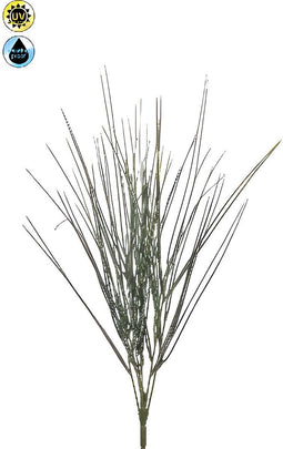 Cytisus bush x6 UV 52 cm Emerald