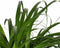Decorum Beaucarnea Recht met Elho brussels black – ↨ 90cm – ⌀ 24cm