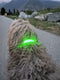 Dutchwide Lichtgevende Halsband Hond - Verstelbaar - USB Oplaadbaar - Groen - L 41 cm tot 52 cm