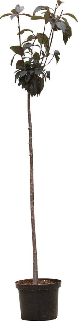 2 stuks! Rode Japanse sierkers Prunus serr. Royal Burgundy 160 cm