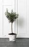d-Bodhi Must Living Emmer Flower
