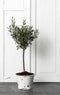 d-Bodhi Must Living Emmer Flower