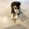 D&d Home - Speelgoed Voor Dieren - Hond - Koffiehout Kauwstok & Jute Touw S - 3,5x4x20cm Bruin - 1st