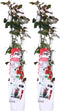 Plant in a Box - Rosa Crazy in love 'Red' - set van 2 Klimplanten - Klimroos met rode bladeren - Pot 15cm - Hoogte 60-70cm