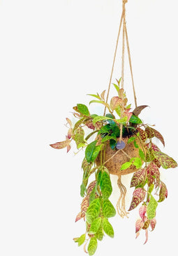 Goed & Groen - Kokodama Aeschynanthus - ↨ 30cm - Potmaat 17 - Exclusieve Kwaliteit Planten - Kamer Plant - Kamerplanten - Sfeer - Interieur