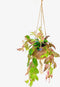 Goed & Groen - Kokodama Aeschynanthus - ↨ 30cm - Potmaat 17 - Exclusieve Kwaliteit Planten - Kamer Plant - Kamerplanten - Sfeer - Interieur