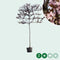 Sierpruim als leiboom Prunus cerasifera Nigra h 300 cm st. omtrek 6...