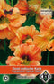 2 stuks - Van hemert co - Tropaeolum majus Salmon Gleam