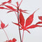 Japanse Esdoorn - Set van 4 - Acer 'Atropurpureum' - Hoogte 25-40cm - ⌀10,5cm - Acer palm. Atropurpureum P10,5 x4