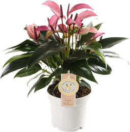 Goed & Groen - Anthurium Zizou - ↨ 40cm - Potmaat 12 - Exclusieve Kwaliteit Planten - Kamer Plant - Kamerplanten - Sfeer - Interieur