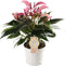 Goed & Groen - Anthurium Zizou - ↨ 40cm - Potmaat 12 - Exclusieve Kwaliteit Planten - Kamer Plant - Kamerplanten - Sfeer - Interieur