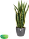 Sansevieria Trifasciata Laurentii met Elho brussels Antracite - 60 cm, Ø 17 cm