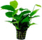 Levende Aquariumplant Anubias Nana 5cm pot per stuk