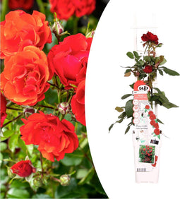 Plant in a Box - Rosa Crazy in love 'Red' - Klimplant - Klimroos met rode bladeren - Pot 15cm - Hoogte 60-70cm