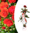 Plant in a Box - Rosa Crazy in love 'Red' - Klimplant - Klimroos met rode bladeren - Pot 15cm - Hoogte 60-70cm
