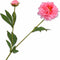 Silk-ka Zijden Kunstbloemen Nepbloemen Pioen Roos Roze 149329 65 cm