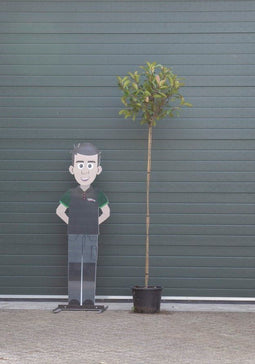 Bol Photinia Photinia f. Red Robin h 225 cm st. omtrek 8 cm st. h 1...
