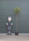 Bol Photinia Photinia f. Red Robin h 225 cm st. omtrek 8 cm st. h 1...