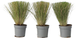 Plant in a Box - Stipa tenuifolia 'Pony Tails' - Set van 3 Stipa 'ponytail' grassen - Verdergras - Pot 9cm - Hoogte 20-30cm