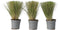 Plant in a Box - Stipa tenuifolia 'Pony Tails' - Set van 3 Stipa 'ponytail' grassen - Verdergras - Pot 9cm - Hoogte 20-30cm