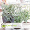 Plant in a Box -Eucalyptus Pulverulenta - Eucalyptus struik - Tuinplant - Pot 17cm - Hoogte 40-45cm