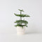 Plant in a Box - Araucaria Heterophylla - Norfolkden - Kamerden - Pot 14cm - Hoogte 45-55cm
