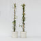 Plant in a Box - Trachelospermum jasminoides 'Pink Showers' - Set van 2 - Jasmijn XL - Winterharde klimplant - Pot 17cm - Hoogte 110-120cm
