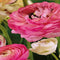 2 stuks - JUB - Ranunculus Pastel Mix 7 bollen