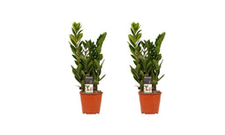 Decorum Duo 2 x Zamio Culcas