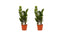 Decorum Duo 2 x Zamio Culcas