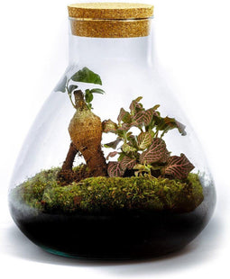 Erlenmeyer M Bonsai