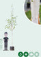 Witte himalaya berk | Betula ut. 'jacquemontii' 14-18 cm | Bomenbezorgd.nl