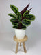 Goed & Groen - Calathea Medaillon met ElhoBrussels 30 wit - ↨ 80cm - Potmaat 27 - Exclusieve Kwaliteit Planten - Kamer Plant - Kamerplanten - Sfeer - Interieur