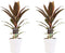 Decorum Duo 2x Cordyline Rumba met Anna white – ↨ 40cm – ⌀ 12cm