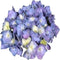 Goed & Groen - Decorum Hydrangea Bol Blauw in Bucket - ↨ 40cm - Potmaat 23 - Exclusieve Kwaliteit Planten - Kamer Plant - Kamerplanten - Sfeer - Interieur